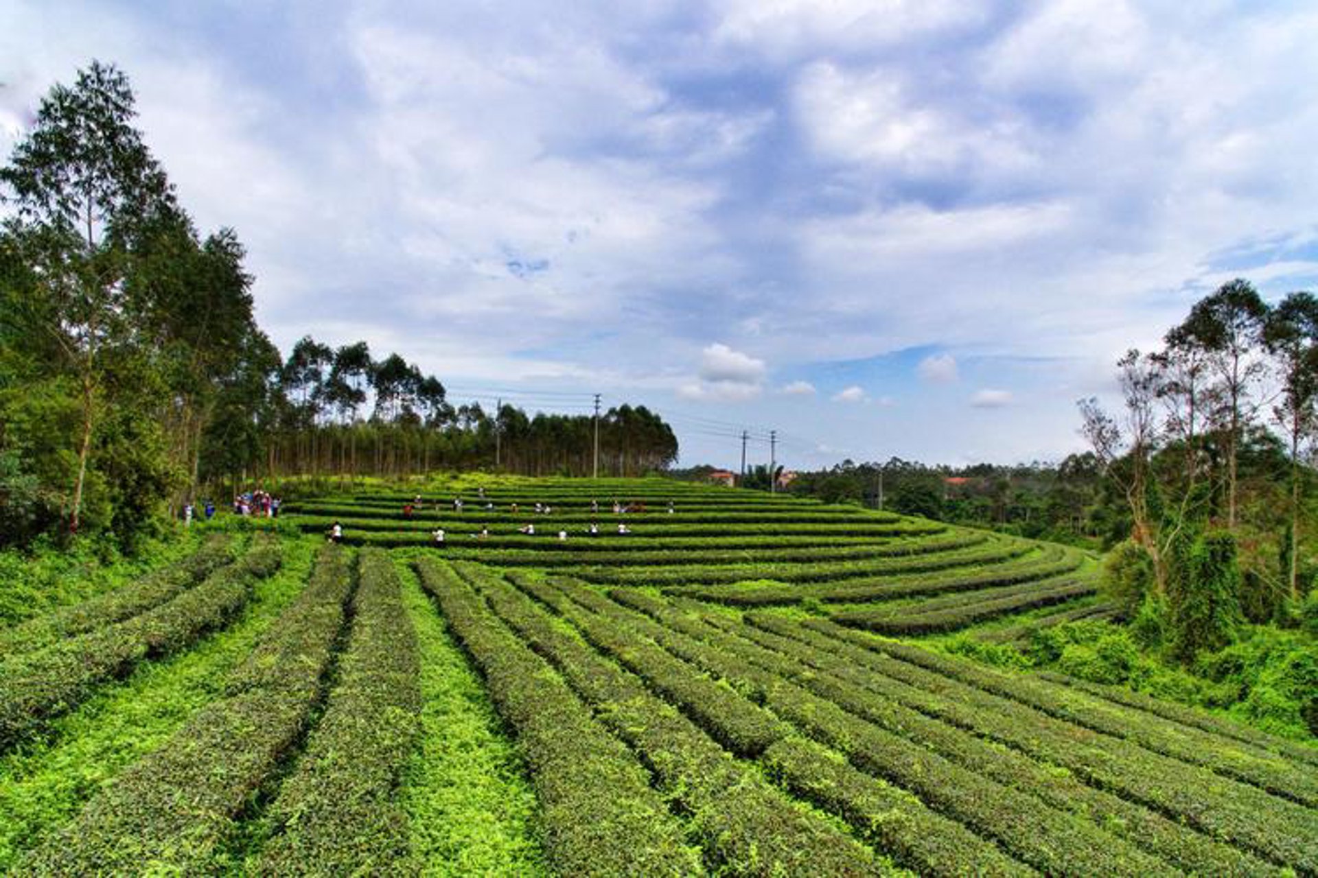 皇叶茶业